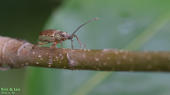 Cyphicerini