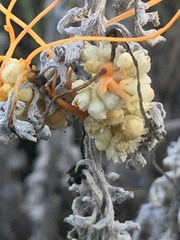 Cuscuta
