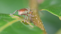 Cyphicerini