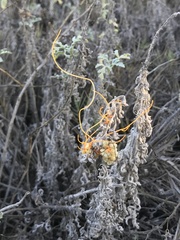 Cuscuta