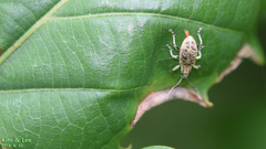 Cyphicerini