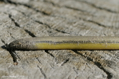 Anniella campi