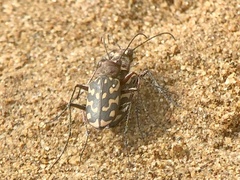 Lophyra flexuosa