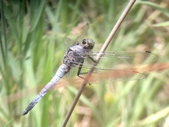 Orthetrum cancellatum