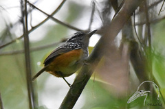 Hypocnemis peruviana