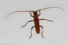 Aneflomorpha seminuda