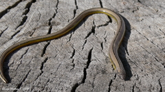 Anniella campi