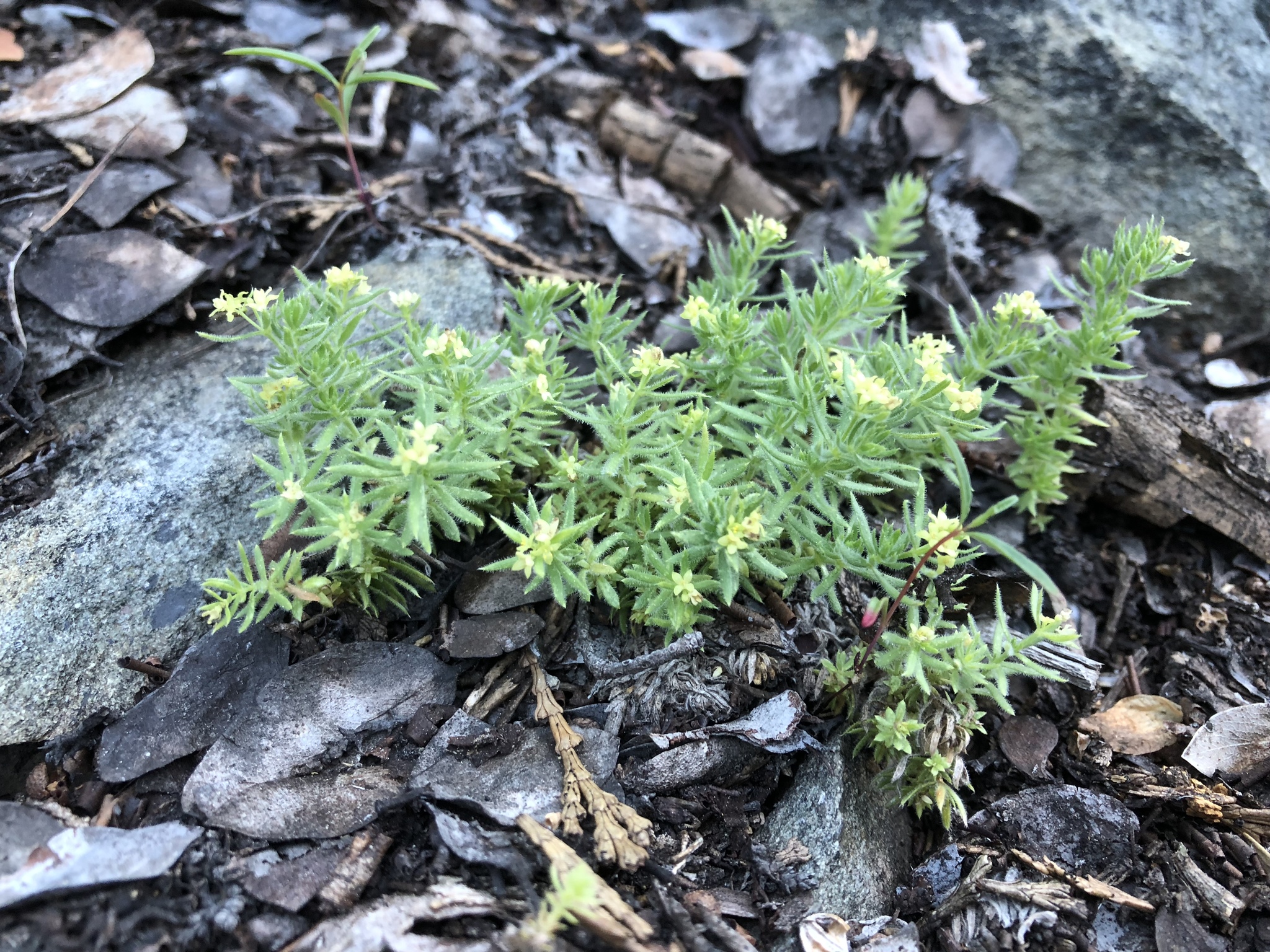 Galium ambiguum ssp. ambiguum