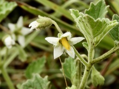 Solanum tweedianum