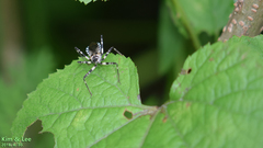 Sphedanolestes impressicollis