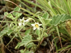 Solanum tweedianum