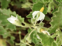 Solanum tweedianum