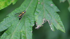 Condylostylus nebulosus