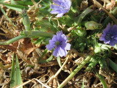 Cichorium pumilum