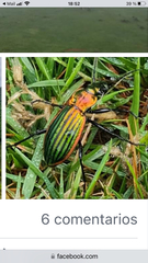 Carabus lineatus