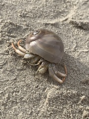 Isocheles wurdemanni