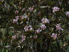 Rhododendron rubropilosum