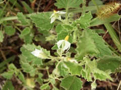 Solanum tweedianum