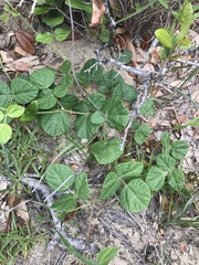 Rhynchosia difformis