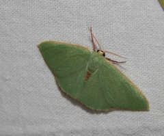 Prasinocyma panchlora