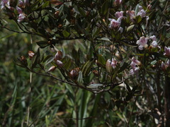 Rhododendron rubropilosum