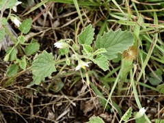 Solanum tweedianum