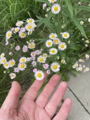 Erigeron philadelphicus