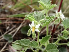 Solanum tweedianum