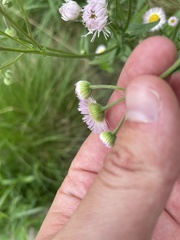 Erigeron philadelphicus