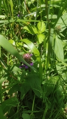 Prunella vulgaris image