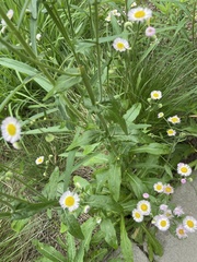 Erigeron philadelphicus