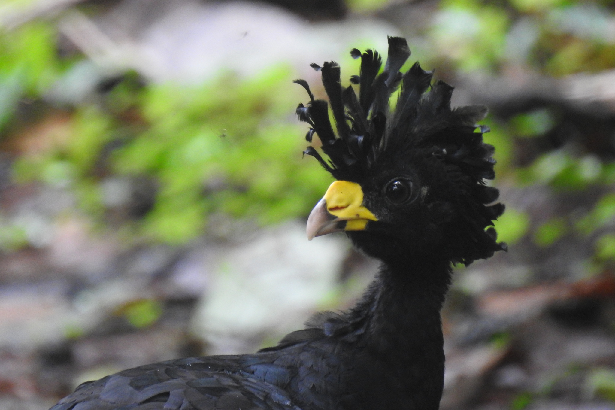 Great Curassow illustration
