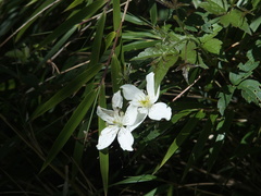 Clematis montana