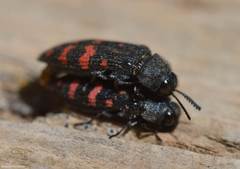 Acmaeodera pulchra