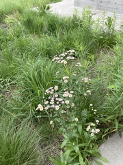Erigeron philadelphicus