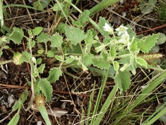 Solanum tweedianum