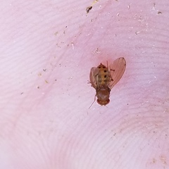 Drosophila quinaria