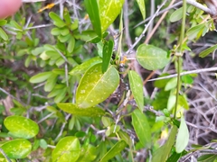 Cynanchum ellipticum