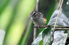 Hypocnemis peruviana