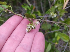 Cynanchum ellipticum