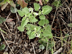 Solanum tweedianum