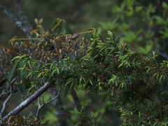 Juniperus formosana