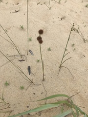 Juncus megacephalus