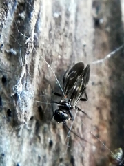 Philotarsidae