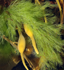 Cladophora rupestris