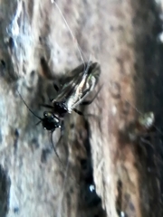 Philotarsidae