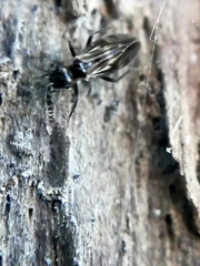 Philotarsidae
