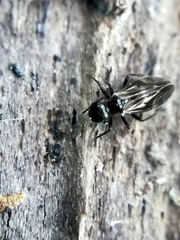 Philotarsidae