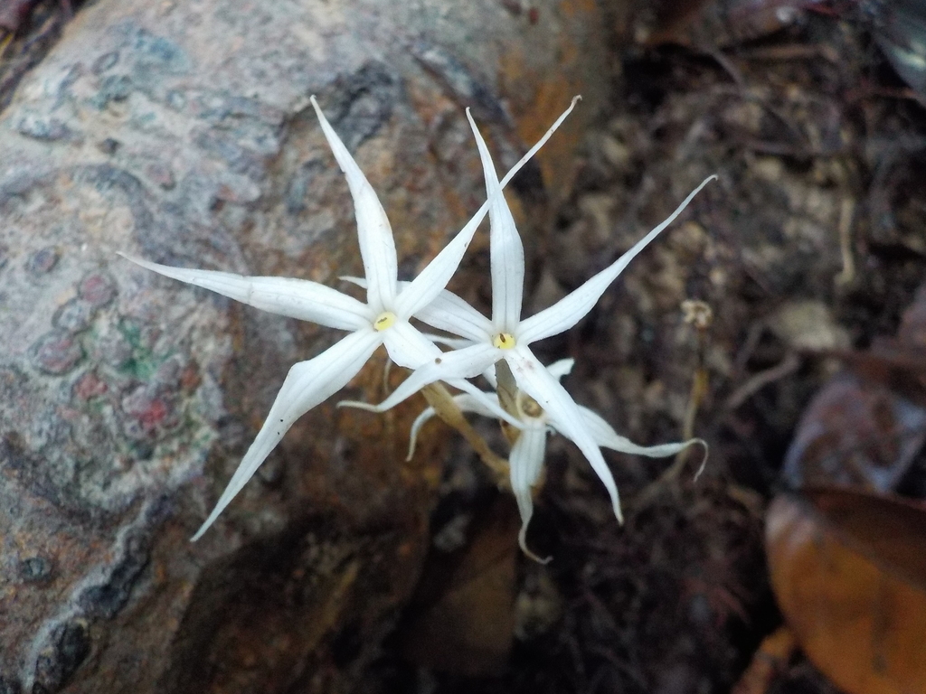 ghostplants