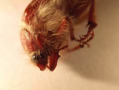Scarabaeidae